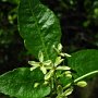 Hop Seed Bush (Ptelea crenulata): This native bush has fragrant flowers & leaves.